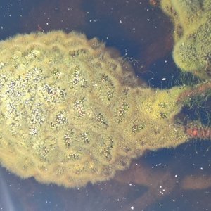 magnificent bryozoa colony