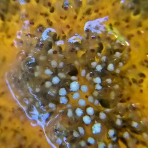 Exposed bryozoa colonies