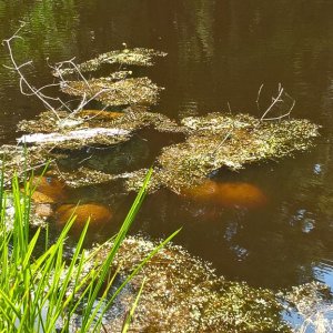 Magnificent Bryozoan colonies in Upper Sanctuary Pond